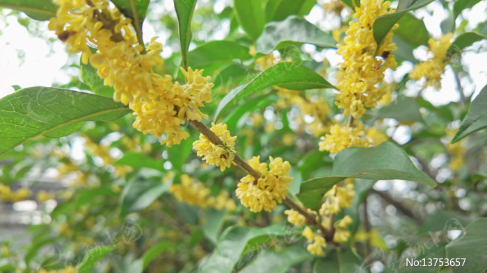 �����ʢ����д