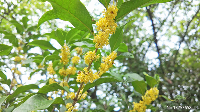 �����ʢ����д