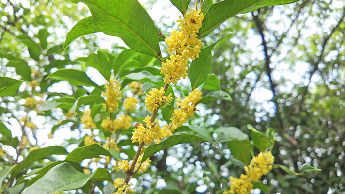 �����ʢ����д