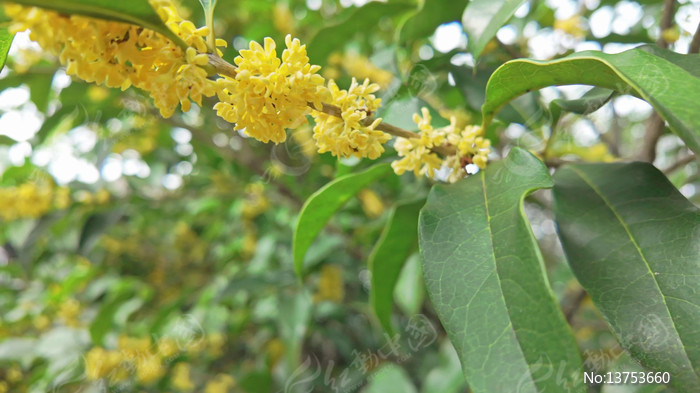 �����ʢ����д