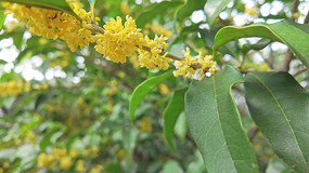 �����ʢ����д