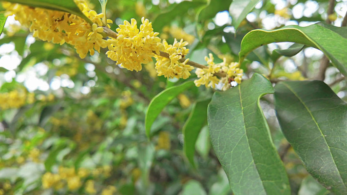 �����ʢ����д