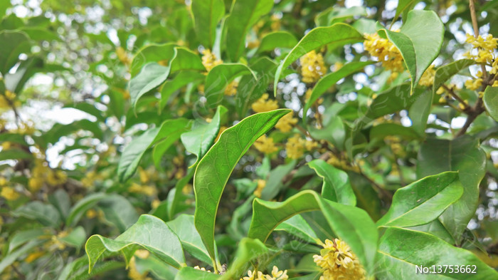 �����ʢ����д