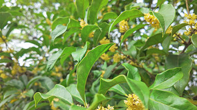 �����ʢ����д