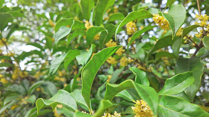 �����ʢ����д