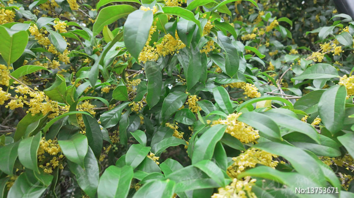 �����ʢ����д