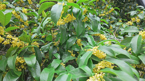 �����ʢ����д