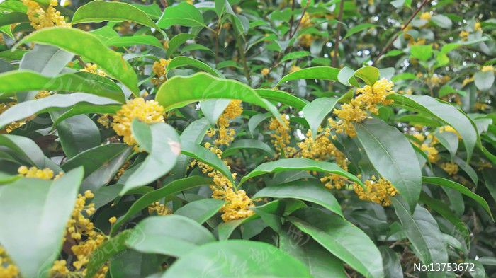 �����ʢ����д