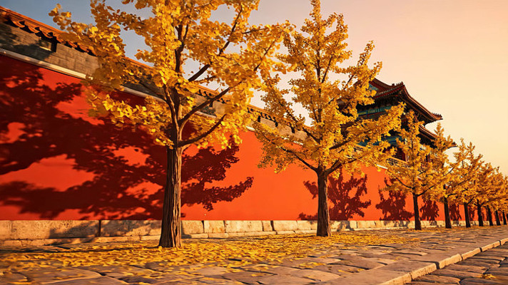 金秋银杏宫墙景色 金秋银杏宫墙景色