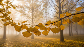 ���������ֳ�������