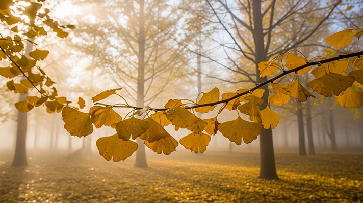 ���������ֳ�������