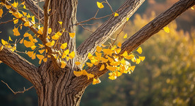 ����������֦��д