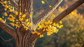 ����������֦��д