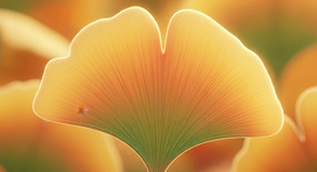 ��������Ҷ��д