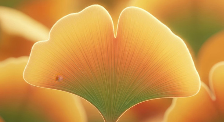 ��������Ҷ��д