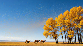 ��ɫ����������Ⱥ����