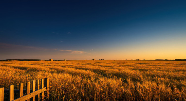 ��ɫ����������