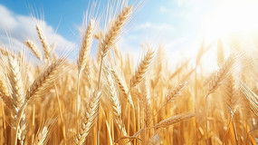 ��ɫ�������ҡҷ