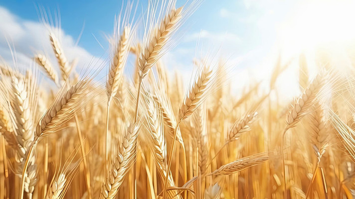 金色麦田随风摇曳 金色麦田随风摇曳