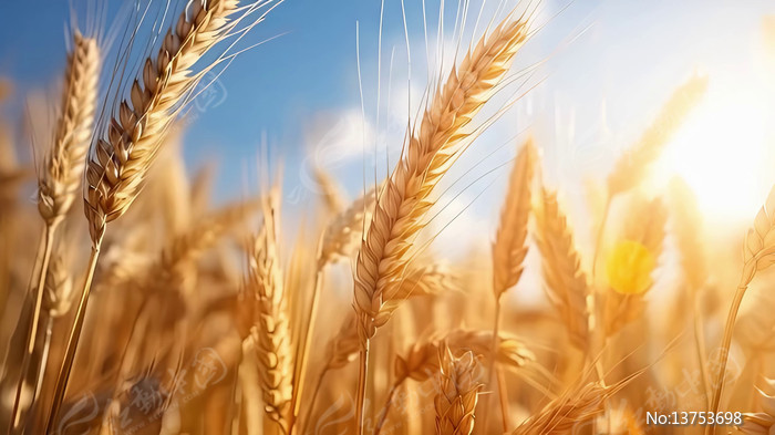 ��ɫ��������ҡҷ