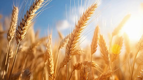 ��ɫ��������ҡҷ