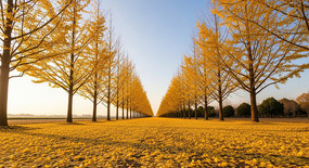 ��ɫ���Ӵ���ﾰ