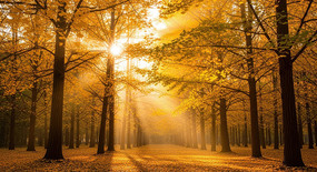 ��ɫ���������⴩͸