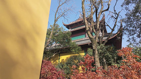 �����´��۱�������ǽ���Ҷ����