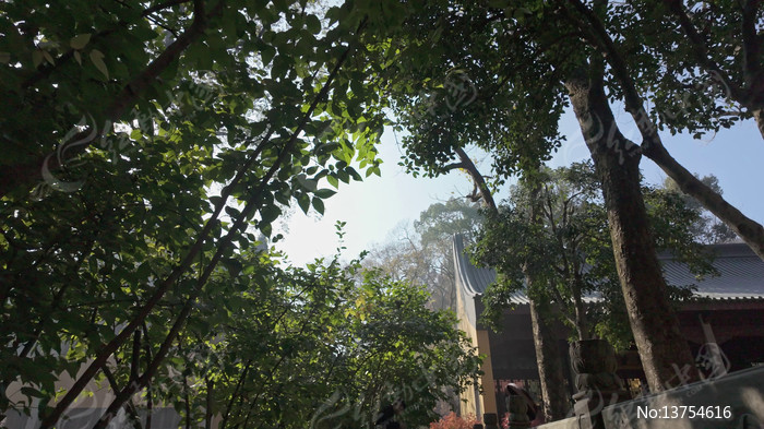 ����������ͥԺ��ľ��Ӱ�߲�