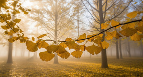 ��Ҷ���ص���������