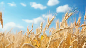 ��������������Ȼ����