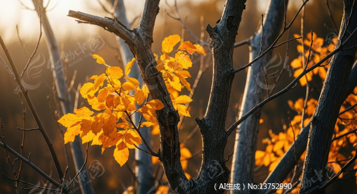 ����е���������Ҷ