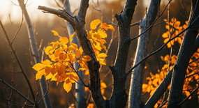 ����е���������Ҷ