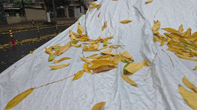 �����Ҷ���ǳ���