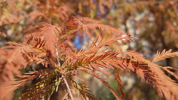 秋风中的红色杉树针叶特写 秋风中的红色杉树针叶特写