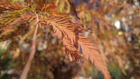 ����еĺ�ɫɼ����Ҷ��д