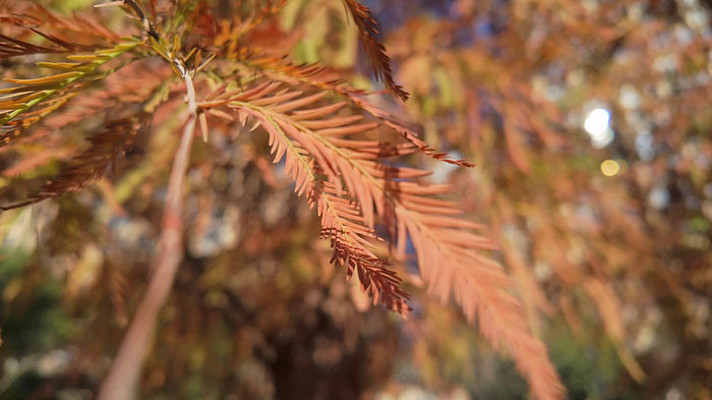 秋风中的红色杉树针叶特写 秋风中的红色杉树针叶特写