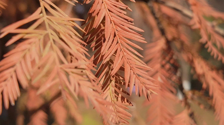 秋风中的红色杉树针叶特写 秋风中的红色杉树针叶特写