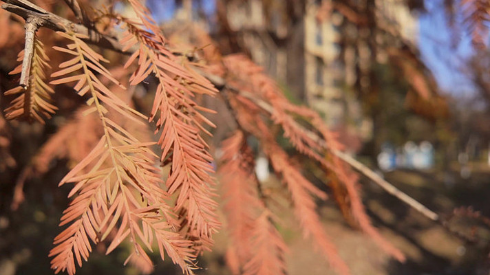 秋风中的红色杉树针叶特写 秋风中的红色杉树针叶特写