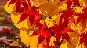 �＾��Ҷ����Ҷ��д