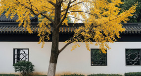 ���չ�ǽ��������