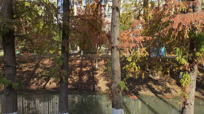 秋日河道边的水杉树 秋日河道边的水杉树