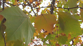 ���ջ���������ͩ����