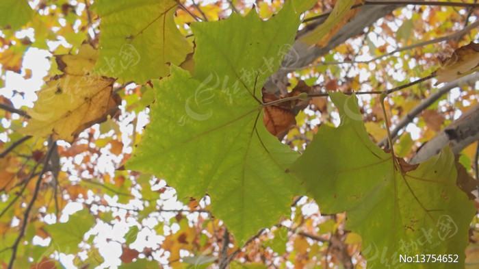 ���ջ���������ͩ����