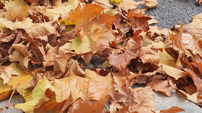 ������Ҷ��������