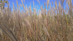 ����«έ��Ȼ����ز�