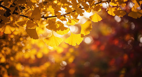 ����ů���µĽ������