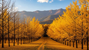 ����ɽ��������ȫ��