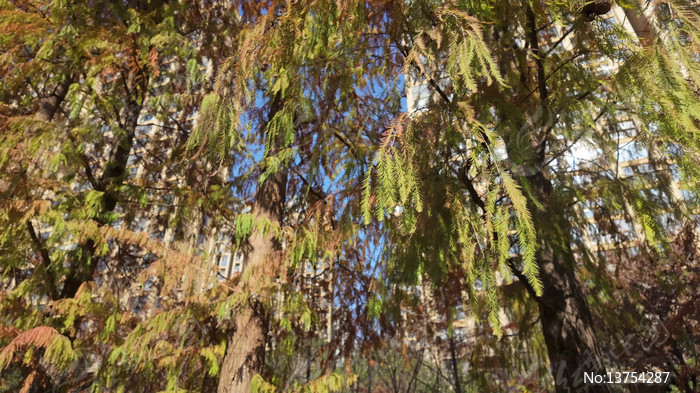 �������⴩͸ɼ����Ҷ