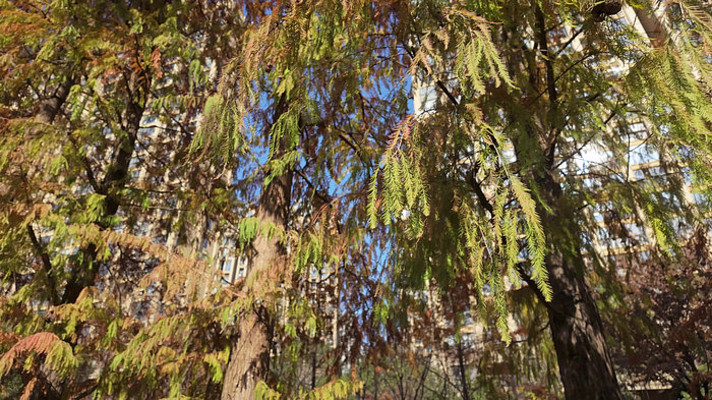 �������⴩͸ɼ����Ҷ